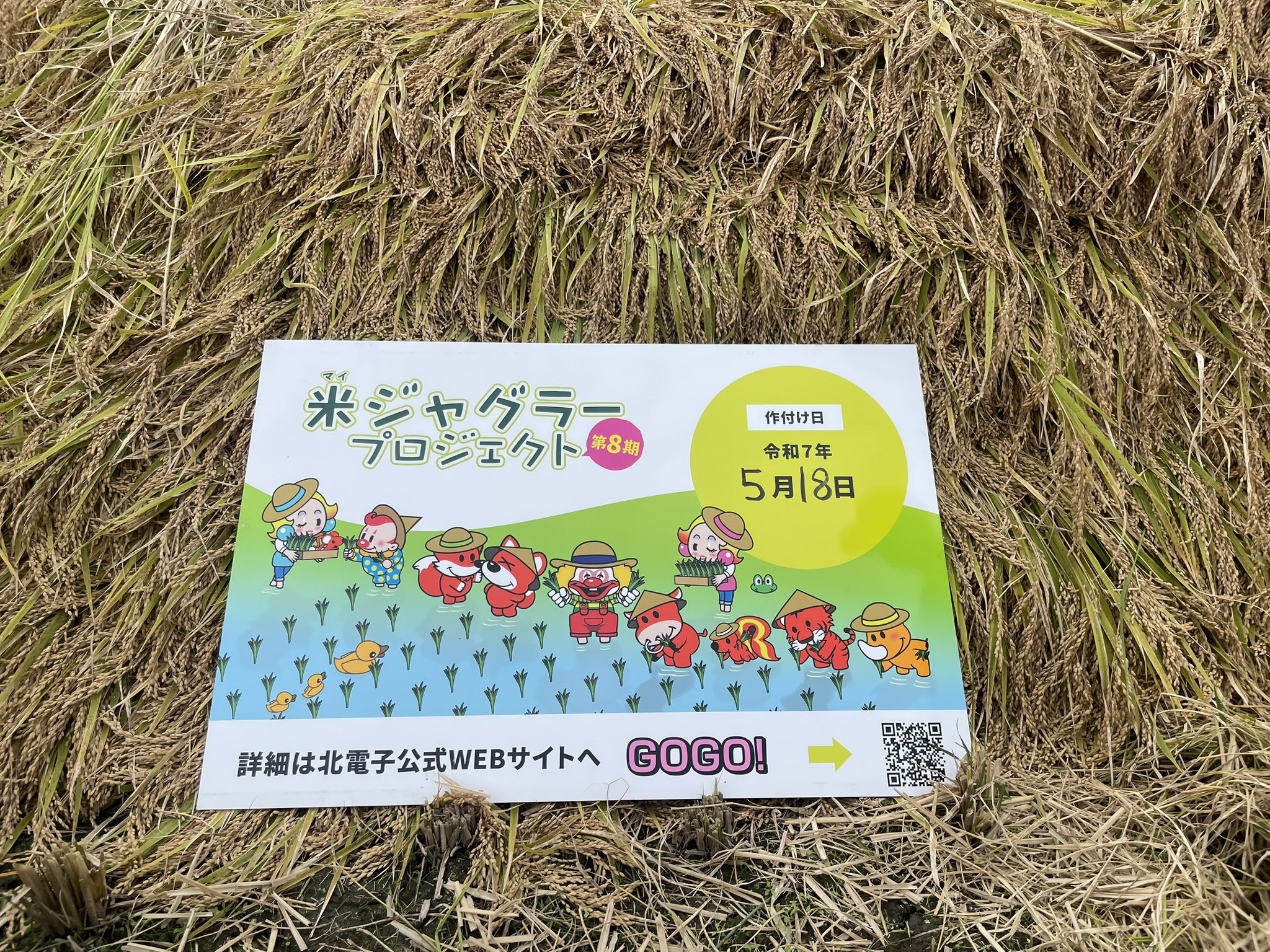 超激レア　ジャグラー ✴︎ジャグ連祈願✴︎ ☆現在入手不可☆ 超激レア ジャグラー ✴︎ジャグ連祈願✴︎ ☆現在入手不可