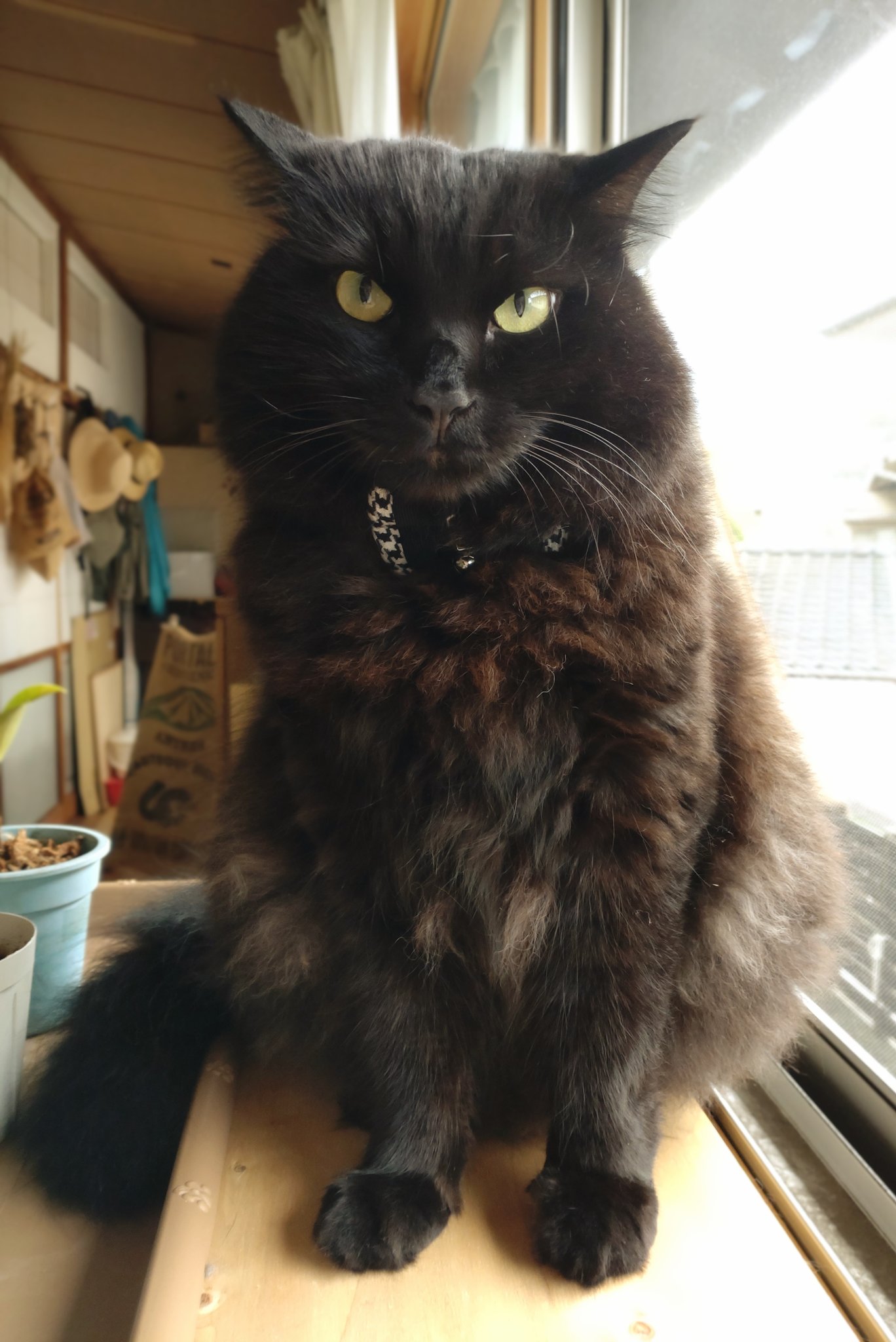 「黒猫みんと」のみ 不思議系画家ヒトミ🐬🌟 on X: