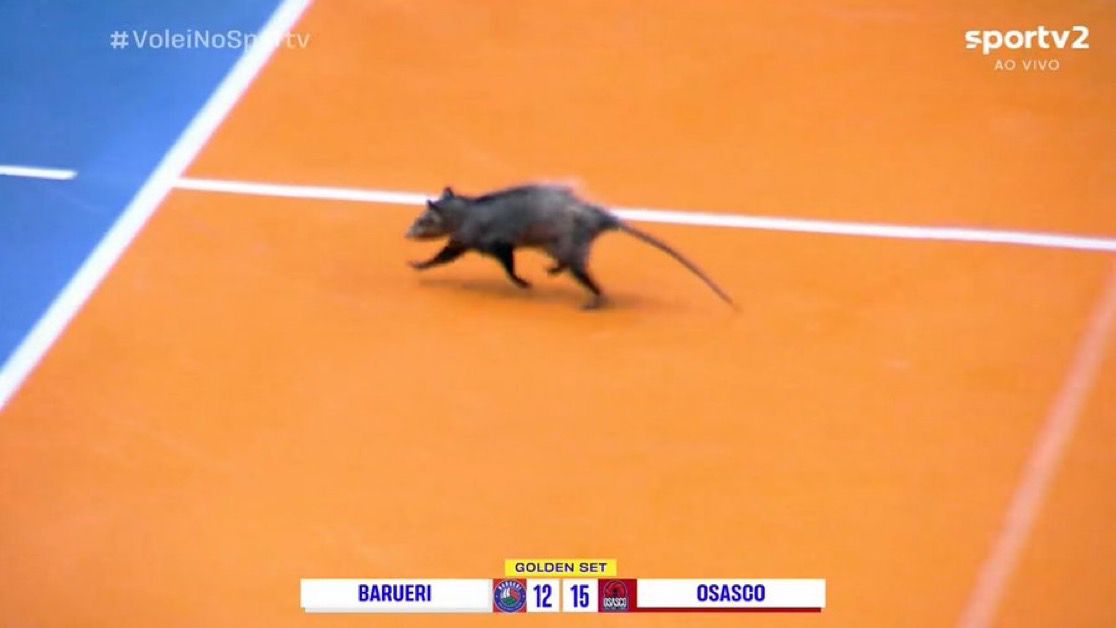 torcedor padrão do fubasco