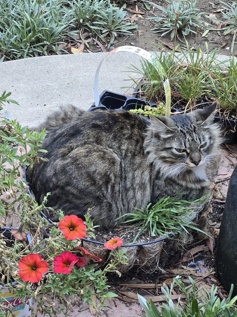 The angriest flower in my garden