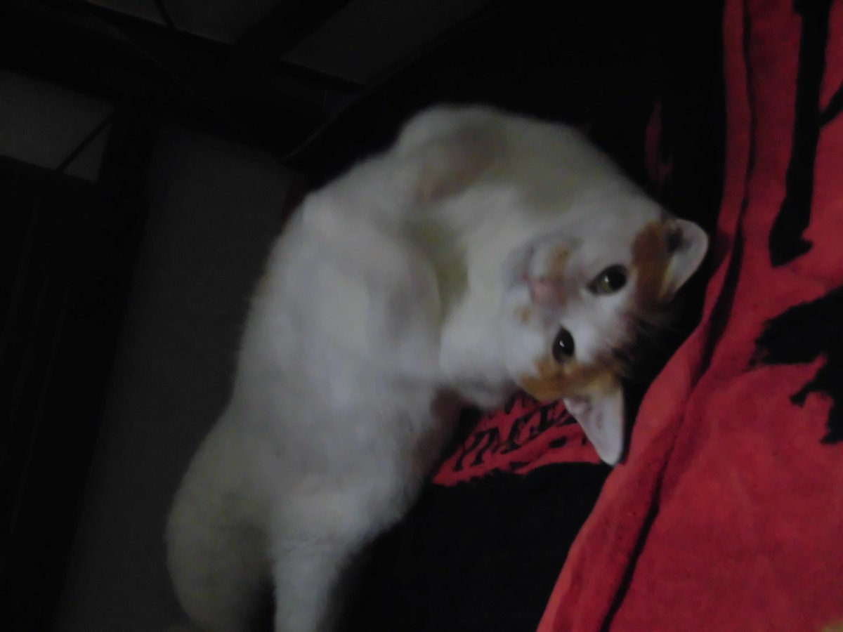 zero_inu tweet picture