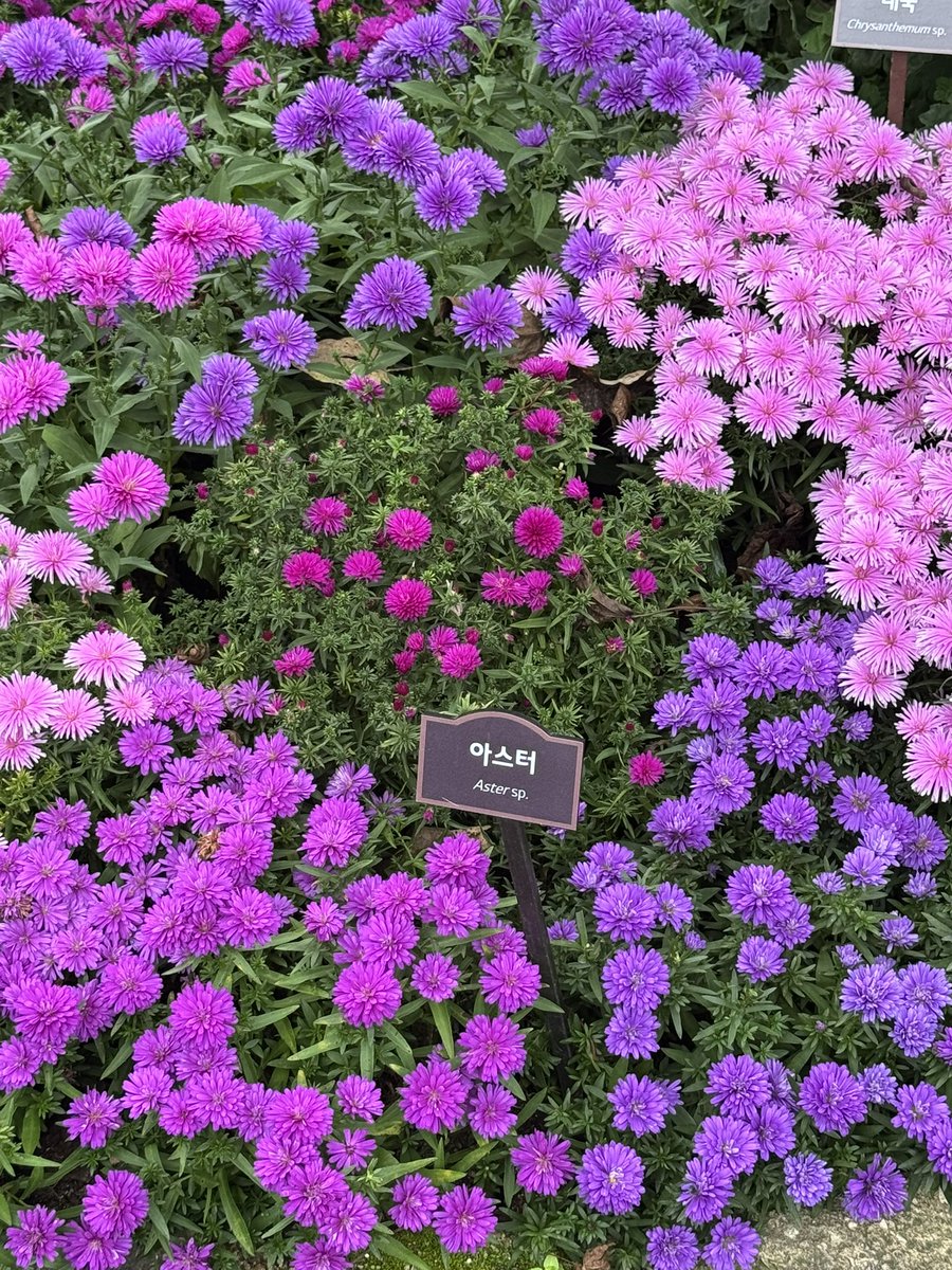 DefiProwl's tweet image. 화담숲에 아스터가 아름답게 피어있네요

$ASTER