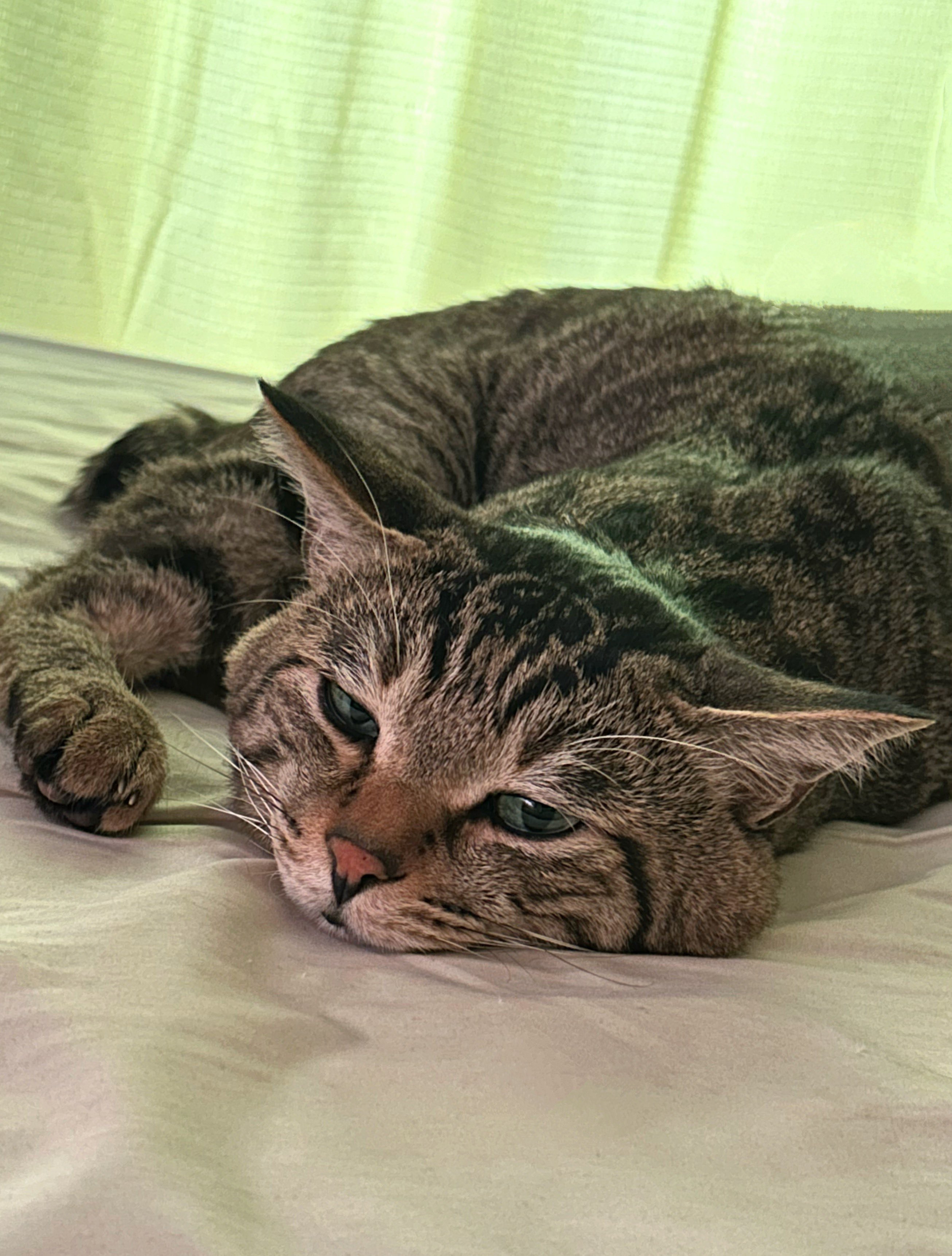 ♡にゃんこ♡ にゃうこ (@nia_7053) / X