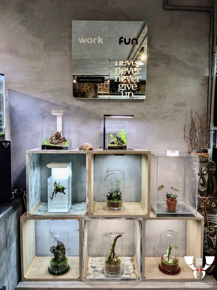 ebinokakato's tweet image. こんにちはebinokakatoの長嶋です。

当店では小型水槽やボトルアクアリウム、ボトルパルダリウムを最初から作るお手伝いや、お持ち帰りも可能なモノもございます！
ご依頼いただいて作成も可能です😊…
