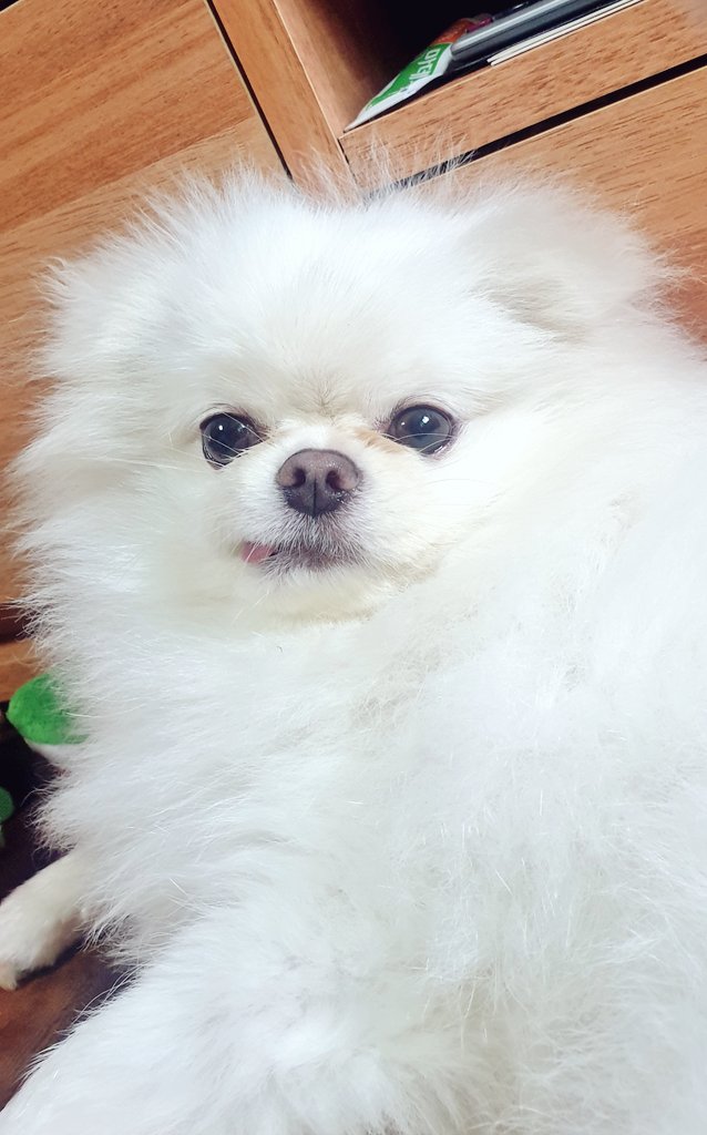 요새 털찐 흰둥이