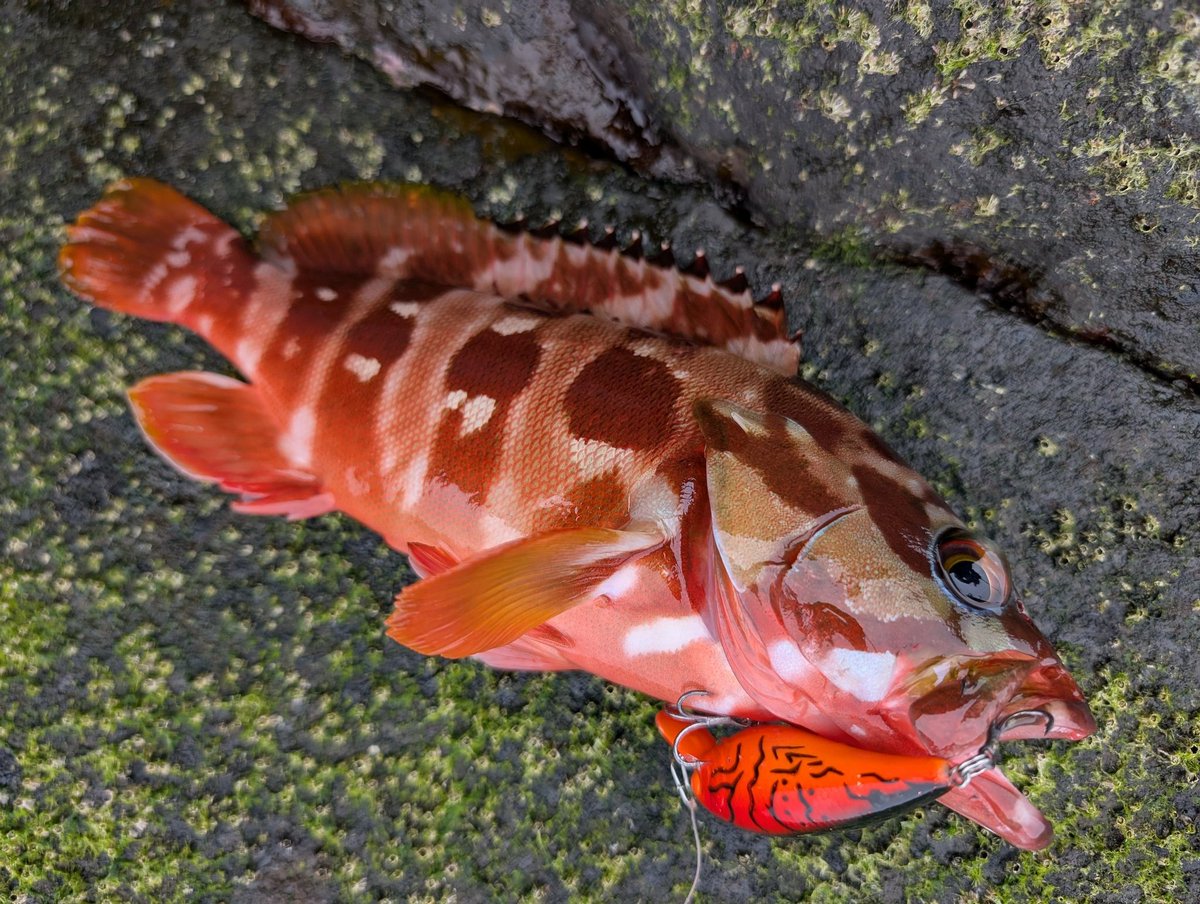 スキットロウ　(エギング) KAWASAKI ZXR-7 Suzuka 8 Hours in 1993 Winning motorcycle