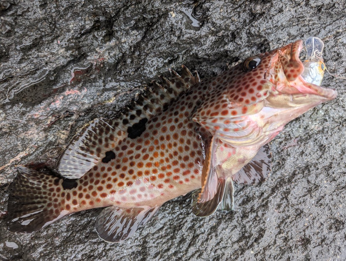 スキットロウ　(エギング) 2021ソルト新製品 -EVERGREEN（エバーグリーン インターナショナル）