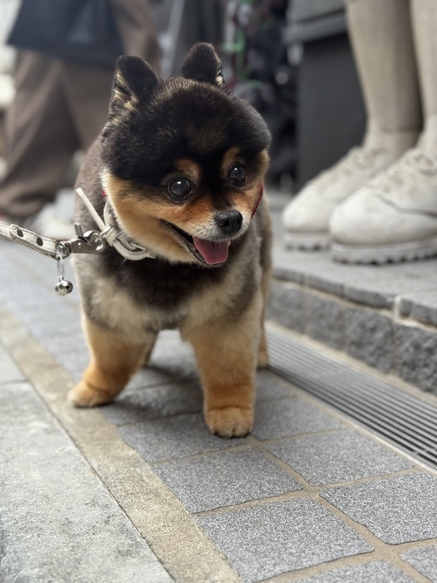 たろ吉(メスのポメ)の飼い主 (@kyabetubatake) / X