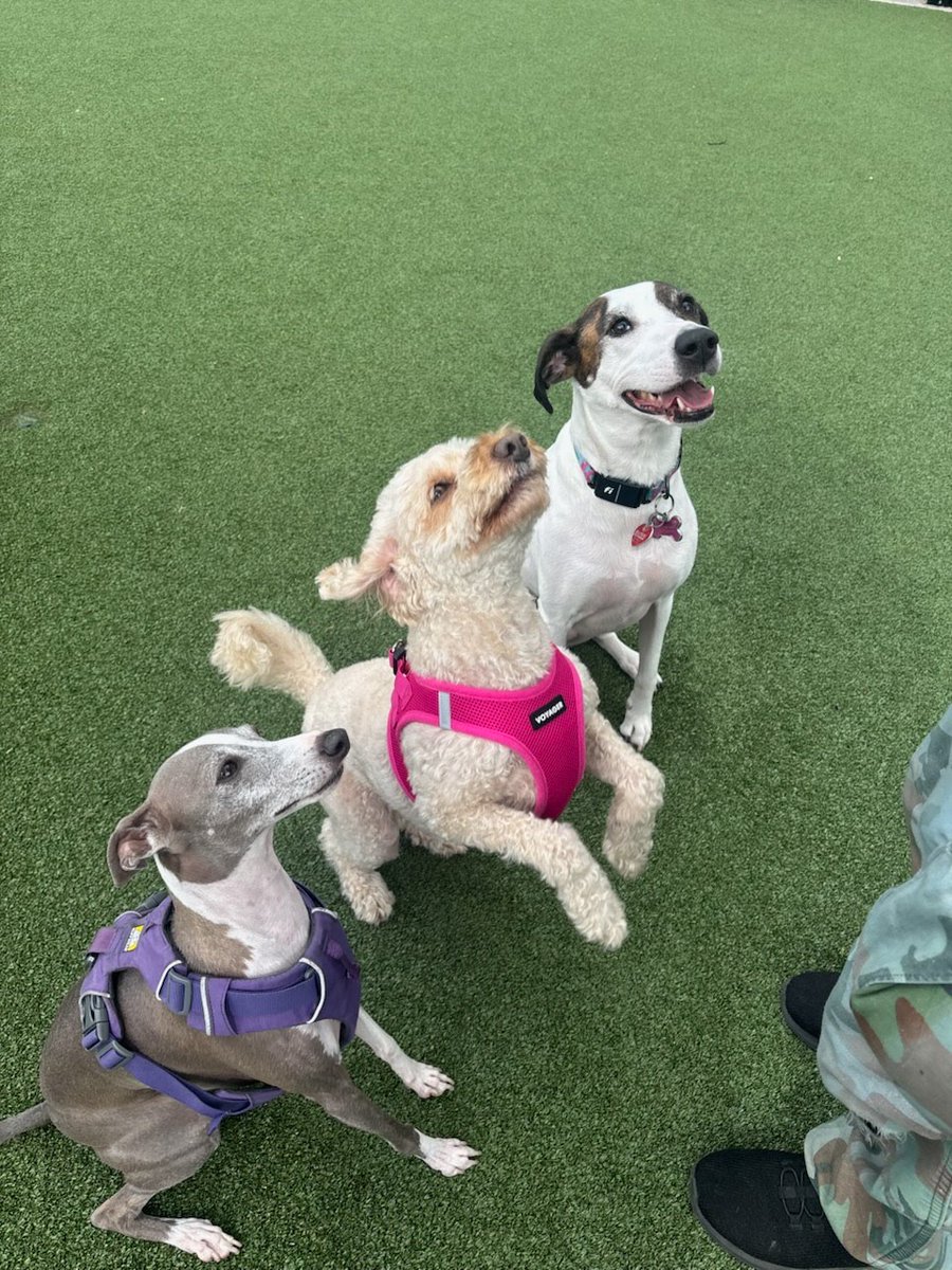 ParkerPetsLLC's tweet photo. Yay! Jimmy got to see his besties! 😊♥️ 
#parkerpets #parkerpetsllc #dogwalker #petcare #petsitters https://t.co/gwoh2MlKji
