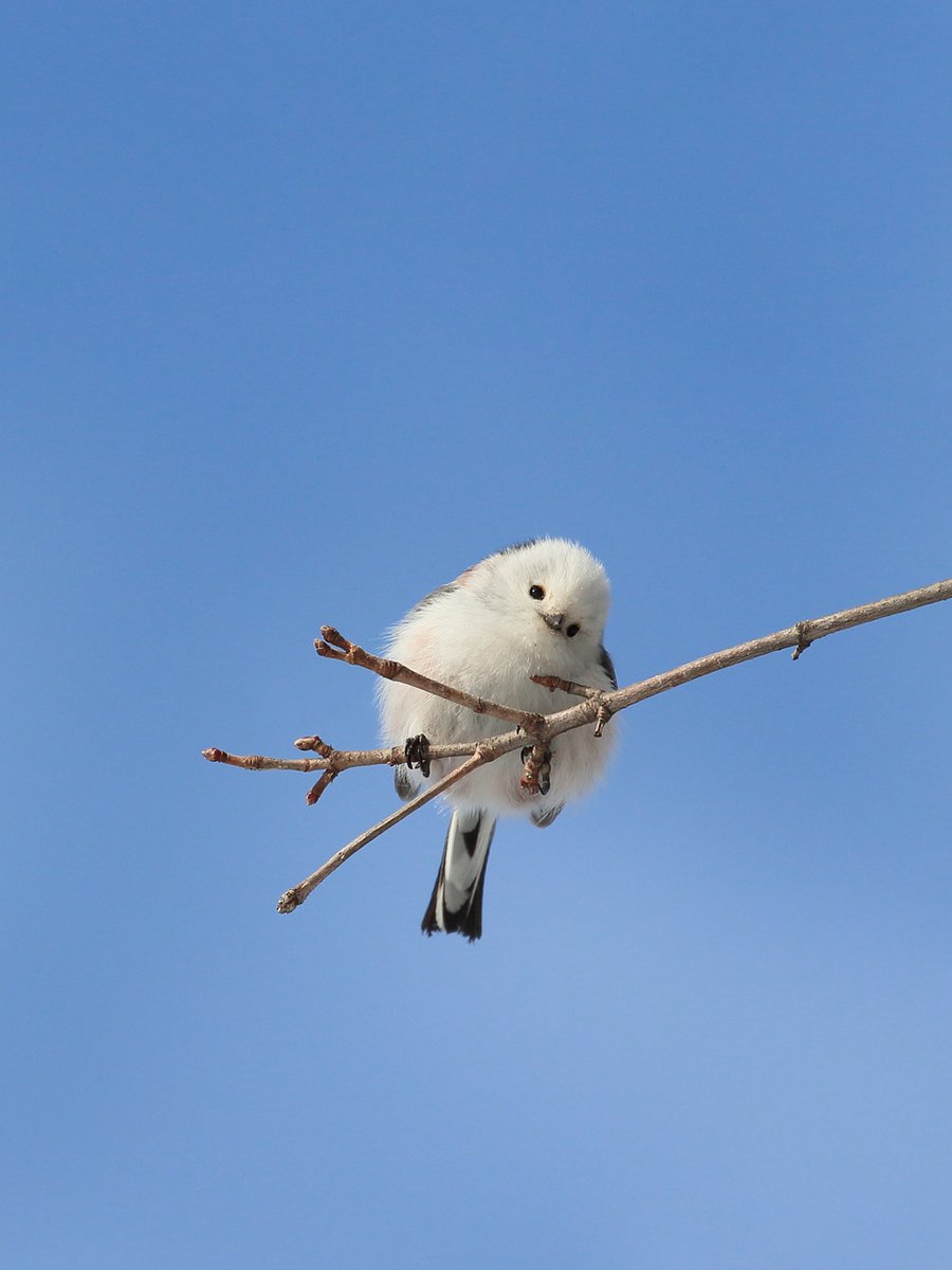 ぼく、シマエナガ。 on X