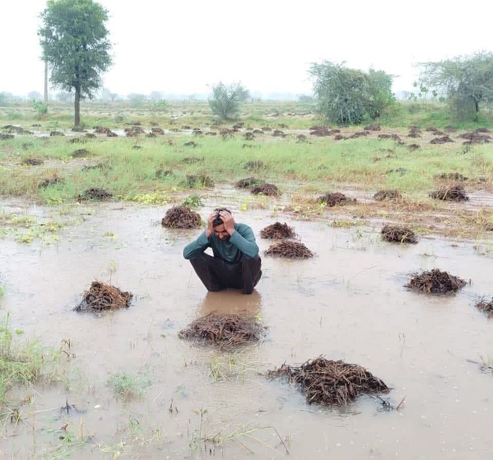 एक किसान पूरे चार महीने मेहनत करता हैं, दिन भर खेत में अपना पसीना बहाता है.. इस उम्मीद से कि फ़सल की अच्छी पैदावार होगी।

लेकिन बेमौसम बारिश सारी उम्मीदों और मेहनत पर एक दिन में ही पानी फेर देती है, फिर किसानों के पास रोने के अलावा कुछ नहीं बचता 😥

#किसानों_को_मुआवजा_दो <a href="/RajCMO/">CMO Rajasthan</a>