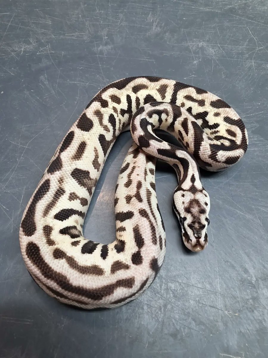 KaoticMorphz's tweet image. THIS ONE....HAS TO BE MY FAVORITE! 🐍
PAIRING WAS A PASTEL LEOPARD SPOTNOSE VPI AXANTHIC TO A ENCHI VPI AXANTHIC... 🐍
#KAOTICMORPHZ
#BABYBALLPYTHON
#MORPHMARKET