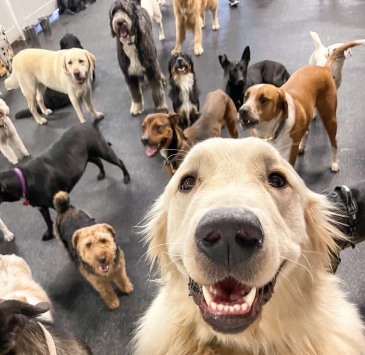 <a href="/ResilienceX3/">J R ❤️‍🔥</a> The gang of dogs.