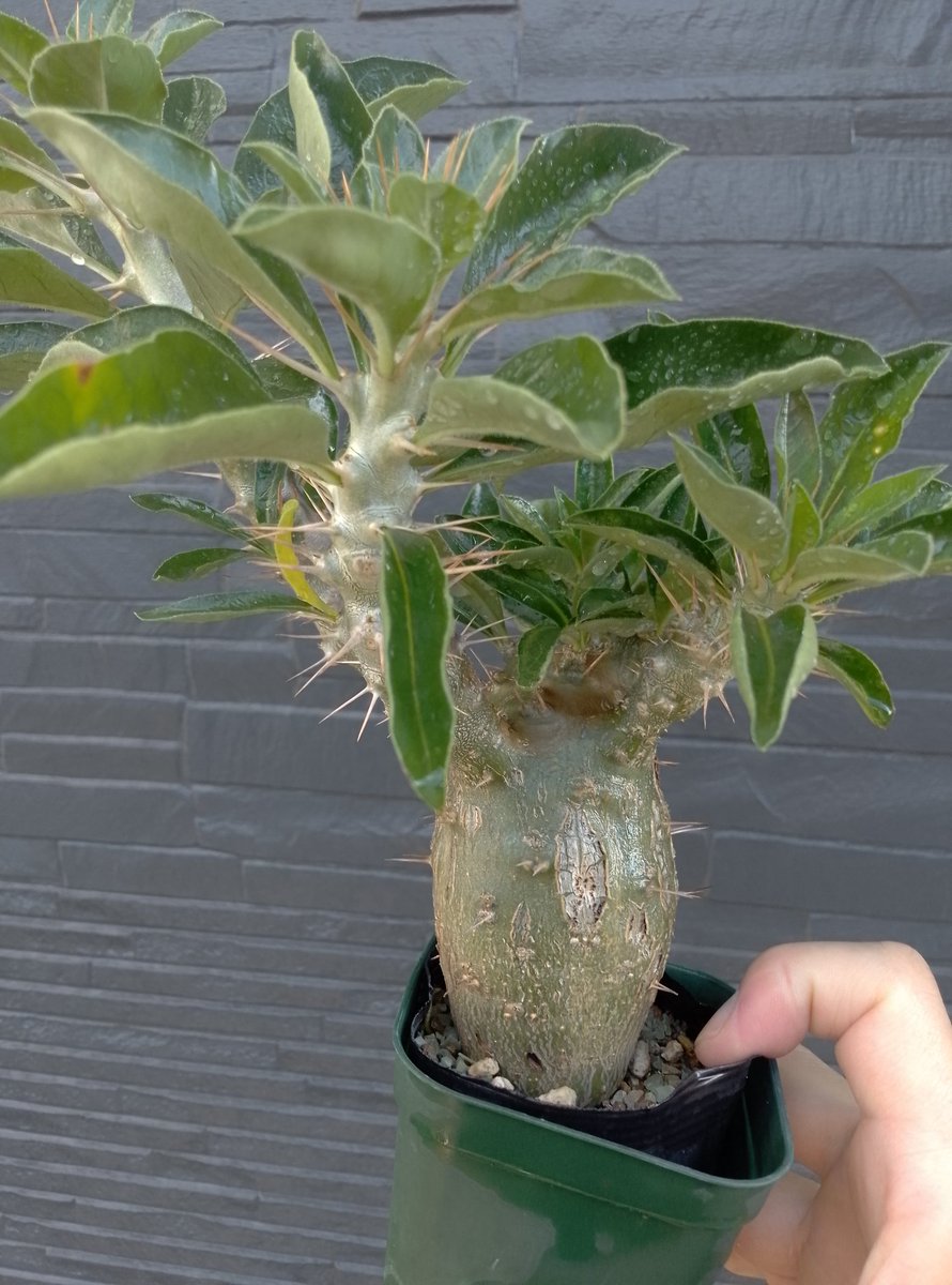 油彩画 アデニウム 油彩画 アデニウム 油彩画 アデニウム