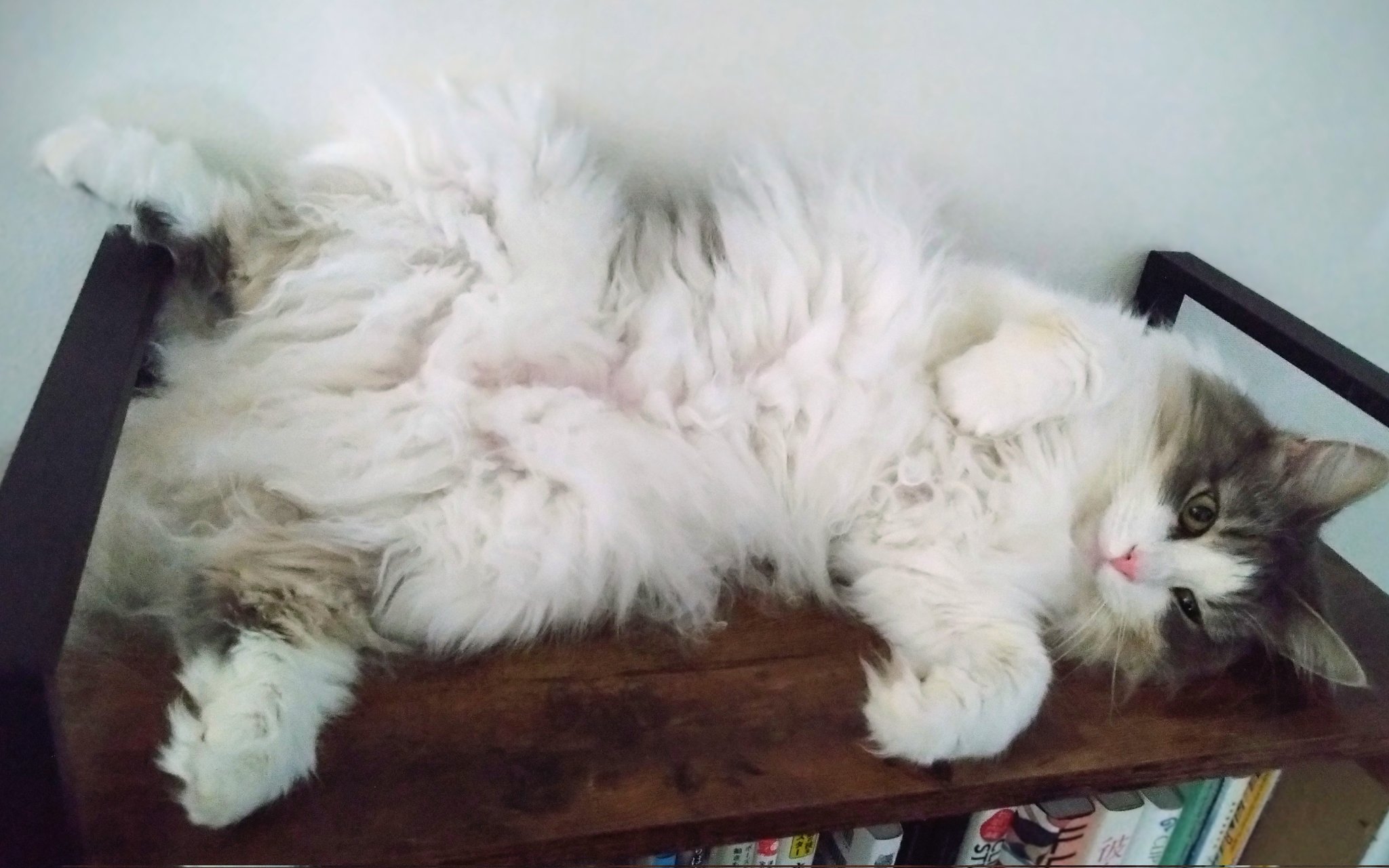 ワイセン / 猫漫画🐾 on X: 