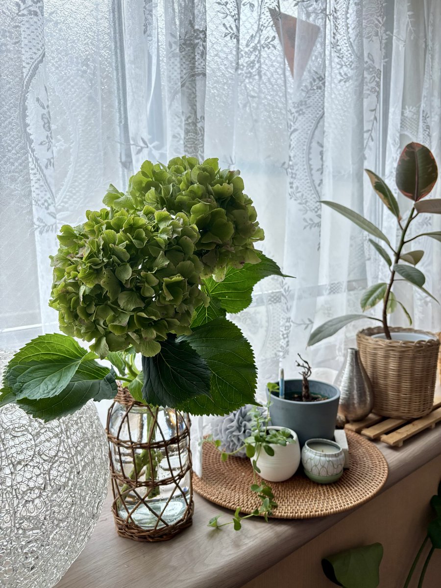 cstkhs's tweet image. 近所に素敵なお花屋さん発見💙🩵💚
アジサイ一輪990円也。

お水たっぷりで3、4週間保つとのこと
なのでコスパよ〜し✨✨✨