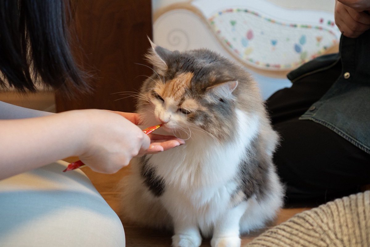 hotatechi's tweet photo. みんなに甘やかされてる🍬 https://t.co/lmXopqimD2