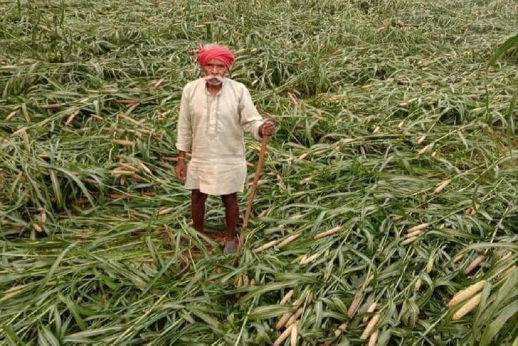 बेमौसम बारिश की वजह से किसानों को भारी नुकसान हुआ है, 
पूरे साल मेहनत करके फसल निकाल के घर लाने की बारी आई उस समय अपनी बर्बाद होती फसल को देखकर किसान आज खून के आंसू रो रहा है, 
<a href="/JATbera1/">Bhera ram</a> <a href="/Mukeshbaitu/">Mukesh मारवाड़ी </a> @Omkhichar07 <a href="/rb_jaat/">Rajendra Bidiyasar【 राहगीर 】डीडवाना</a>
#किसानों_को_मुआवजा_दो