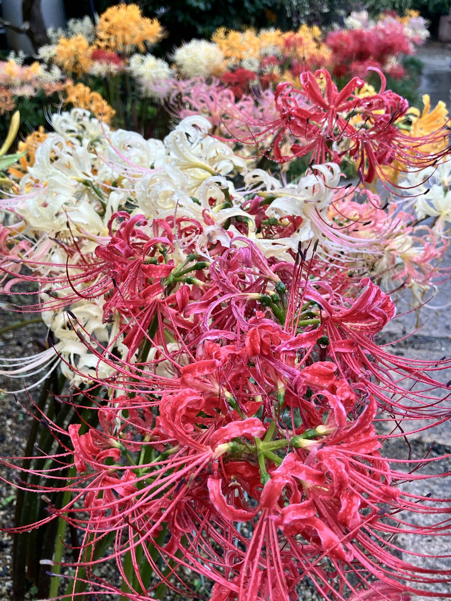 花 🥀🍃🖤 兵庫県の円山川の右岸堤防𓂃𓈒𓏸𑁍 真っ赤な彼岸花が