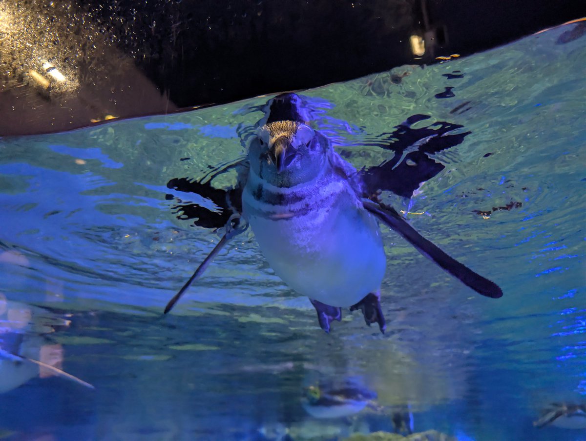 すみだ水族館🐟️
アナゴアナゴ
