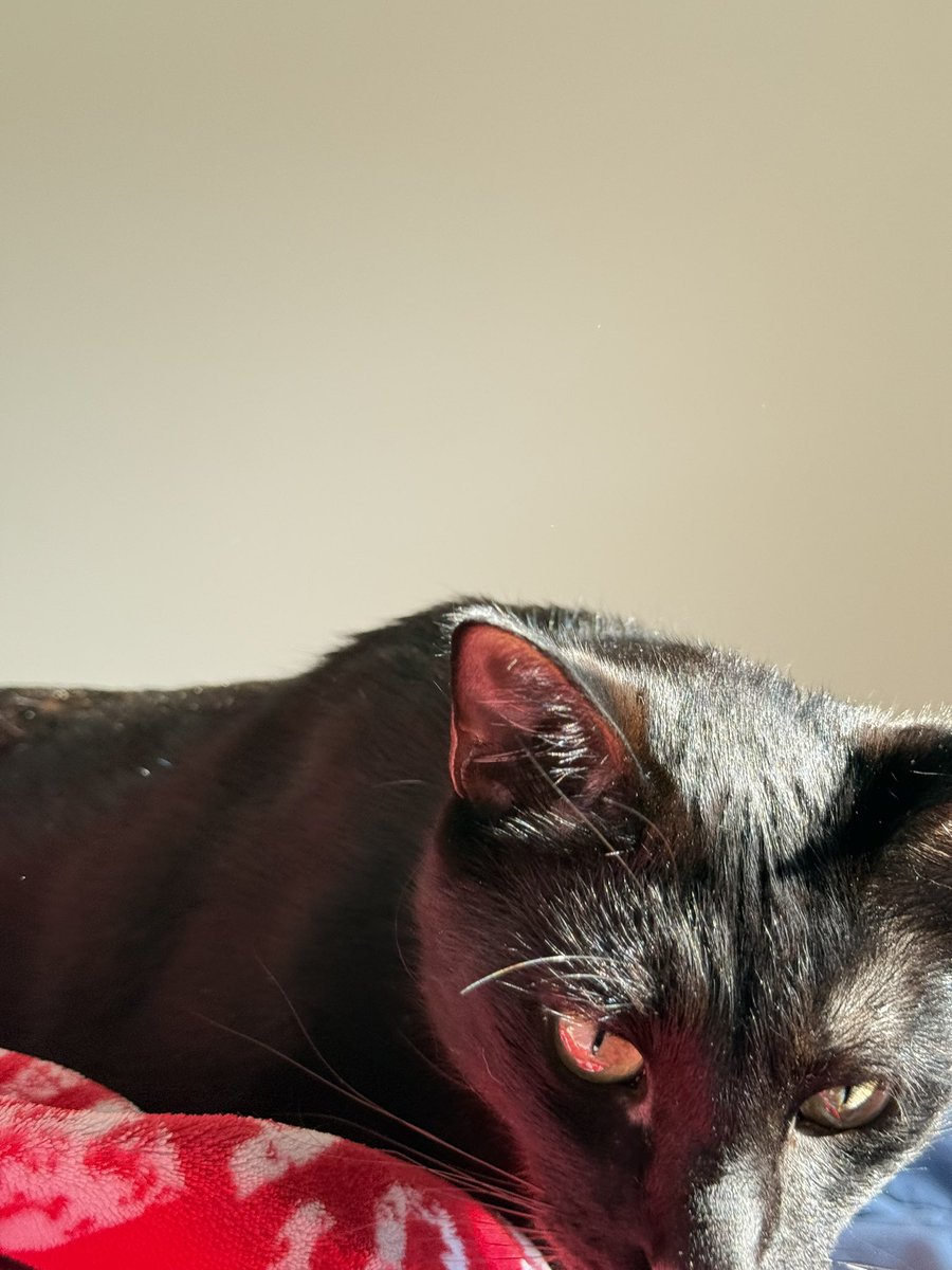 Kat Kat 🔋 tweet media