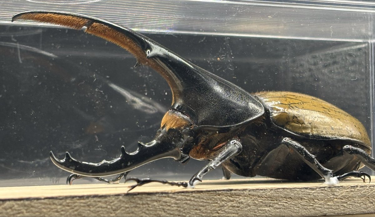 クワガタ　テラリウム 楽天市場】テラリウム クワガタの通販