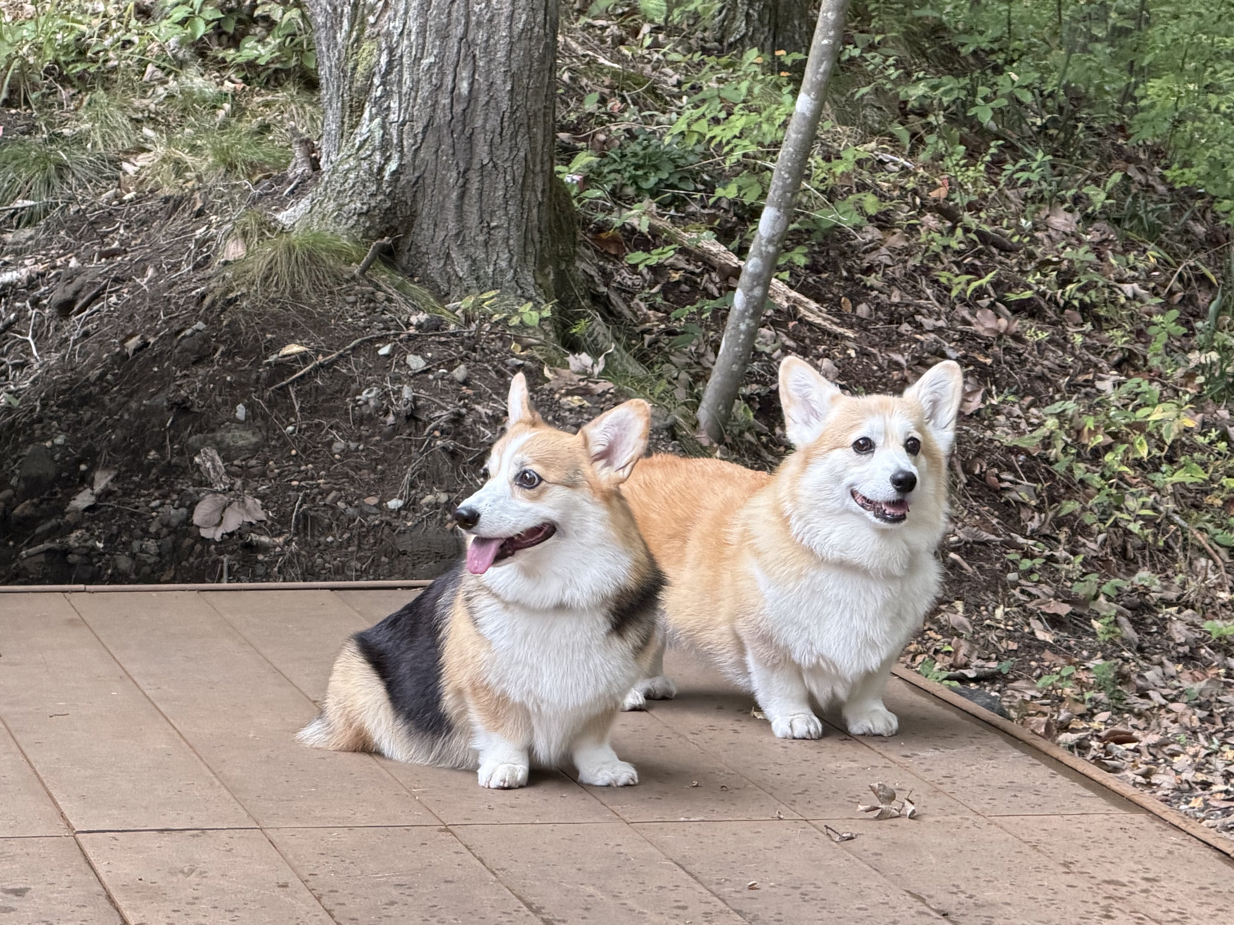 コーギーと森の仲間達 コーギーと仲間たちを応援してくださった方々へ - YouTube