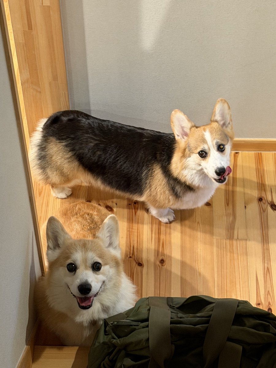elmoelmodog on X: 