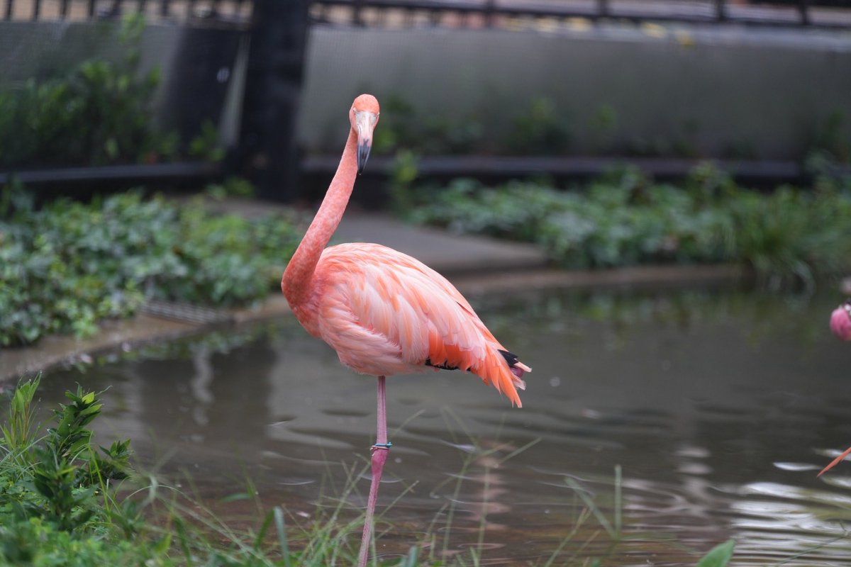 healgets's tweet photo. 上野動物園2です！
楽しかった！！ https://t.co/RCH8SndXgF