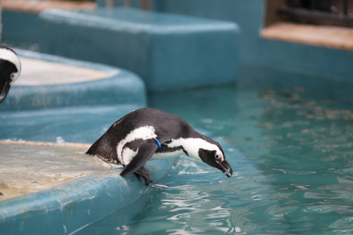healgets's tweet photo. 上野動物園2です！
楽しかった！！ https://t.co/RCH8SndXgF