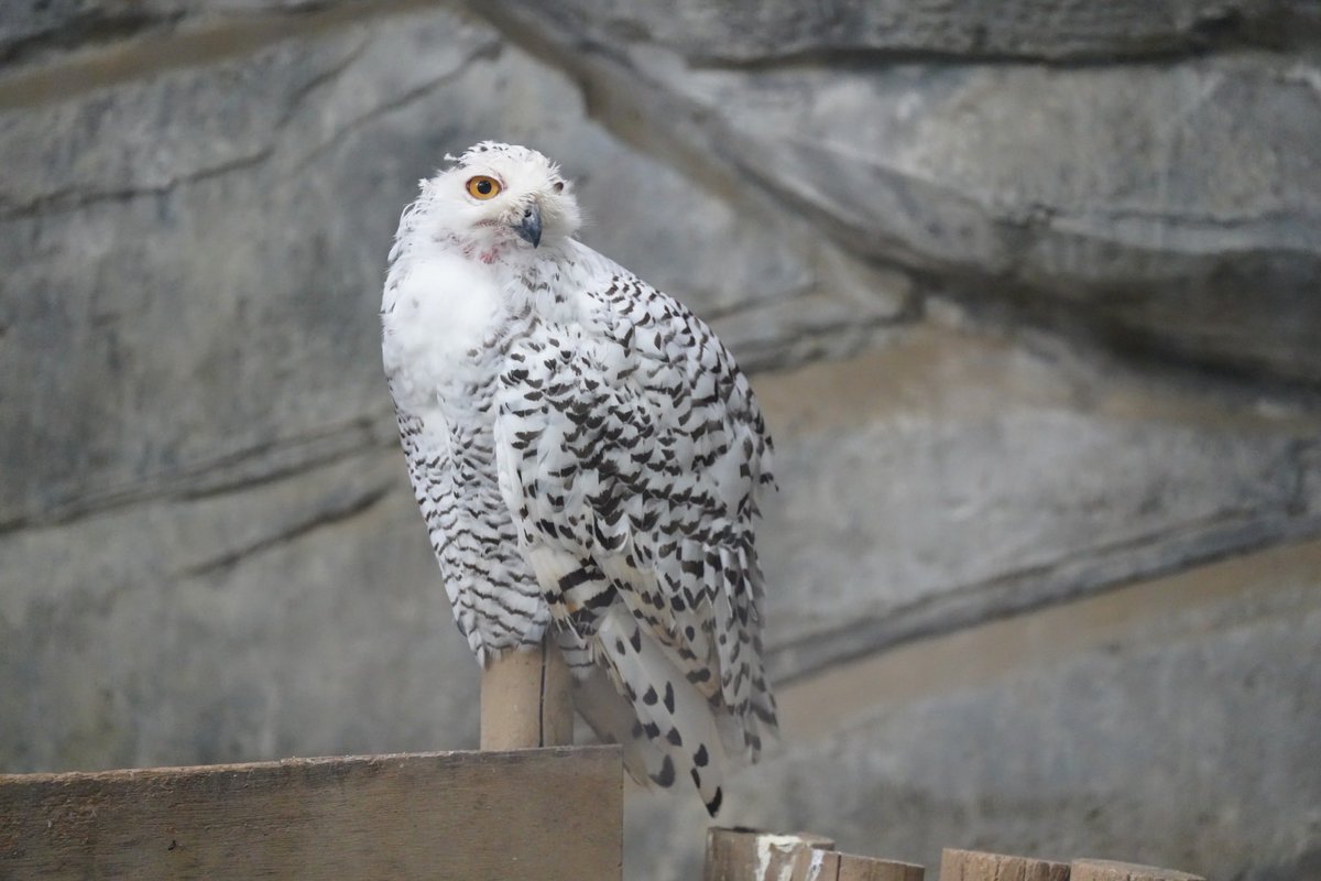 healgets's tweet photo. 上野動物園2です！
楽しかった！！ https://t.co/RCH8SndXgF