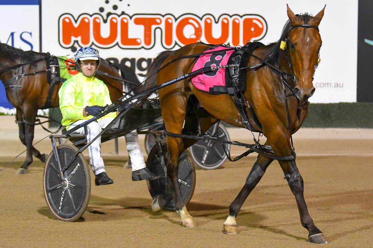 ClubMenangle's tweet photo. Kingman NZ reigns supreme in the Cannibal Standing At @CobbittyEquine Pace.👑🥇

Trained and driven by @lukeamccarthy, the four-year-old son of Always B Miki USA out of Gotta Go Dali Queen NZ claimed a 2 metre victory from Swayzee in a mile rate of 1.53.4 over the 2300 metres. https://t.co/7IzgM6oaFA