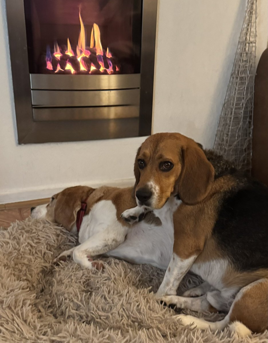 It’s supa supa wet and windy out there pals 😳💨☔️ We’re drying off by the fire while M&amp;D are moaning about being blown and dragged all over the place on our walk 🤭 it’s only a bit of rain and wind 🙄 and we are having our walks whatever the weather 
😆😚♥️
#StormAmy #Beagles