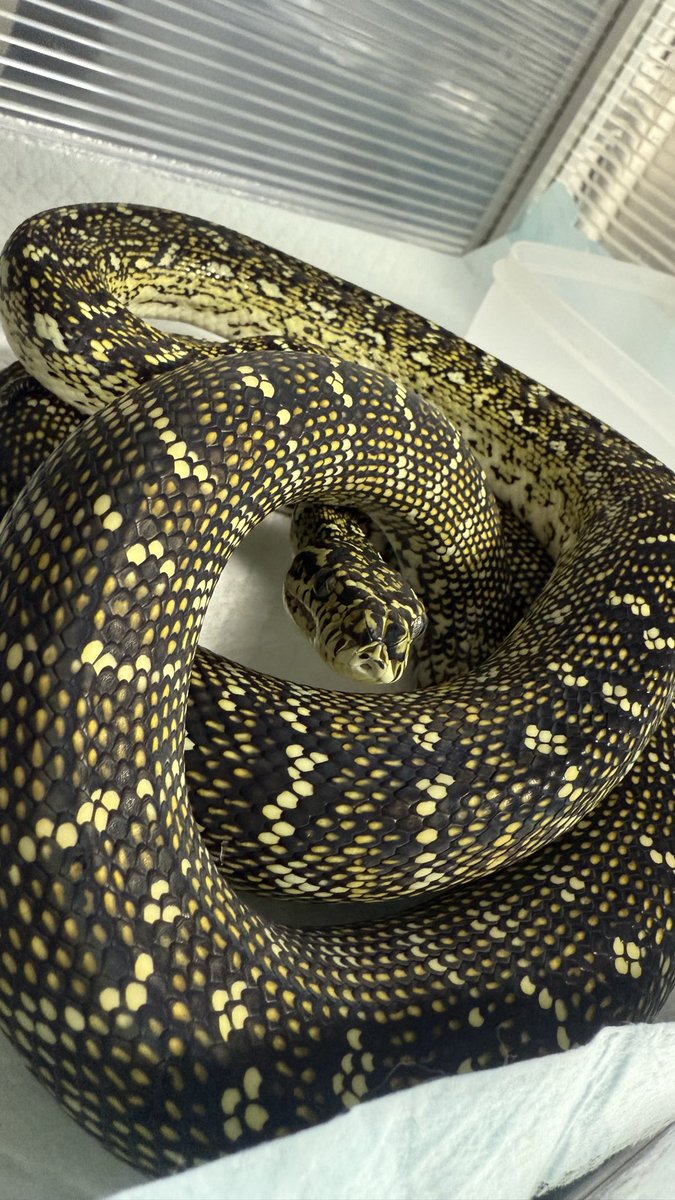 k0326e's tweet image. 今夜も明日も楽しみ👯♂️