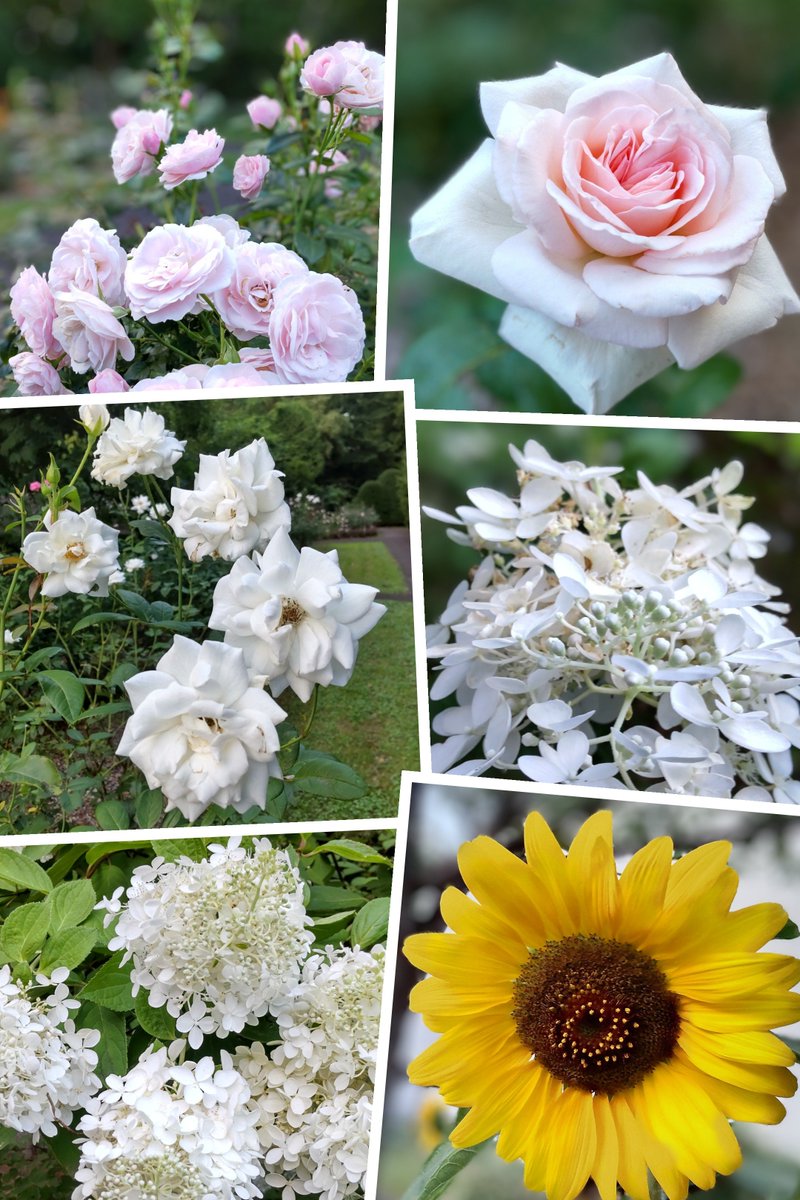 お疲れ様でした 🌹🌻🌇

バラ  ノリウツギ  ヒマワリ
flower collage