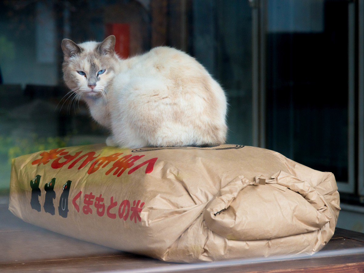 猫目 6眼ヘッドライトの圧倒的ルックス！所有感を満たしてくれるNinja