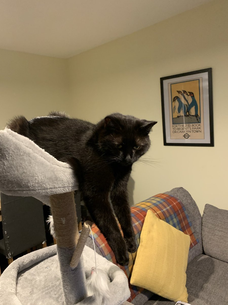 SandraLear2's tweet photo. Just hanging around on #Caturday https://t.co/vYq7NgWgPS
