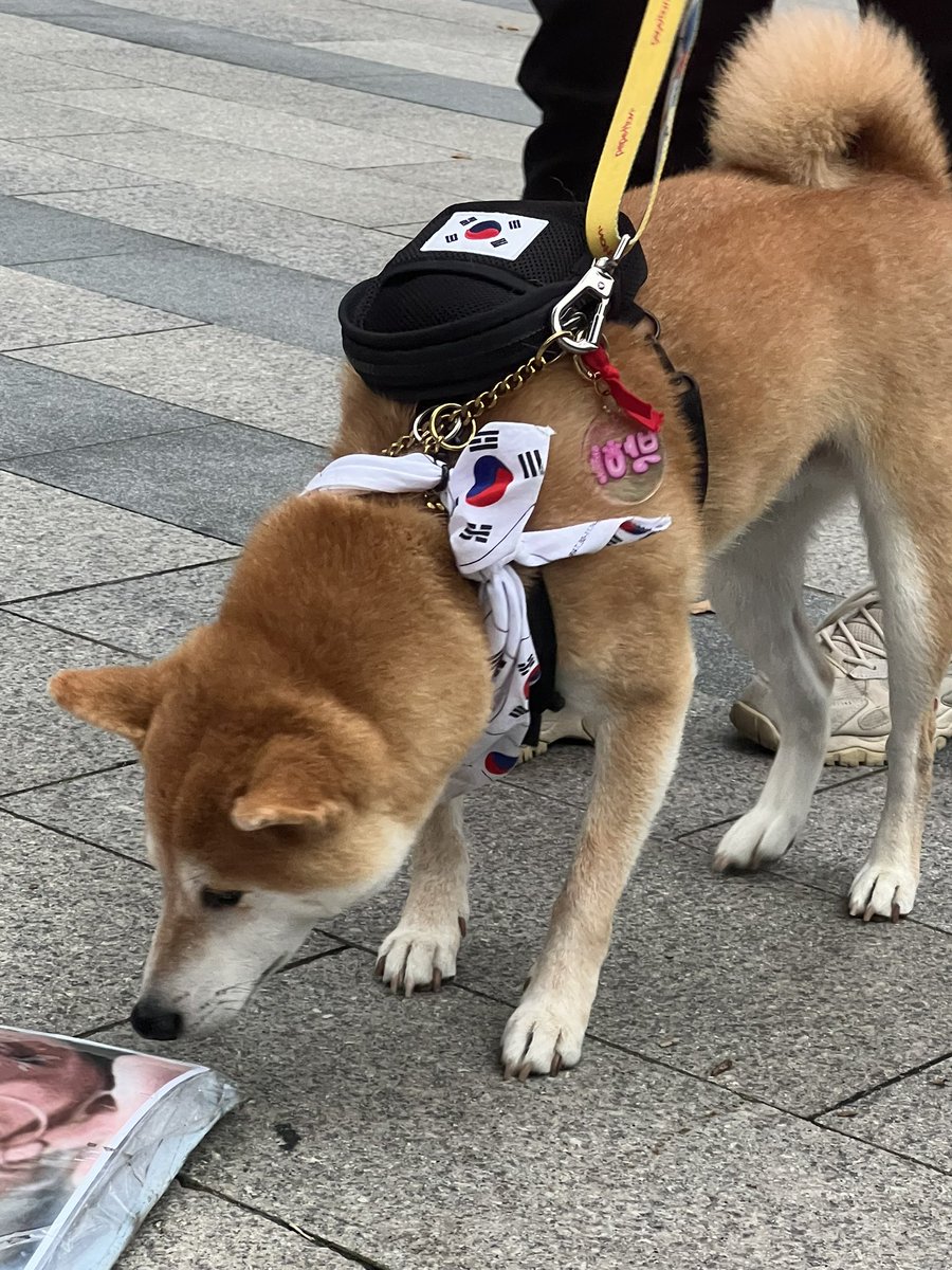 dogewhddls's tweet photo. 애국자 DOGE 🐕🥰

멸공🇰🇷🇺🇸 https://t.co/o0DzQItaKi
