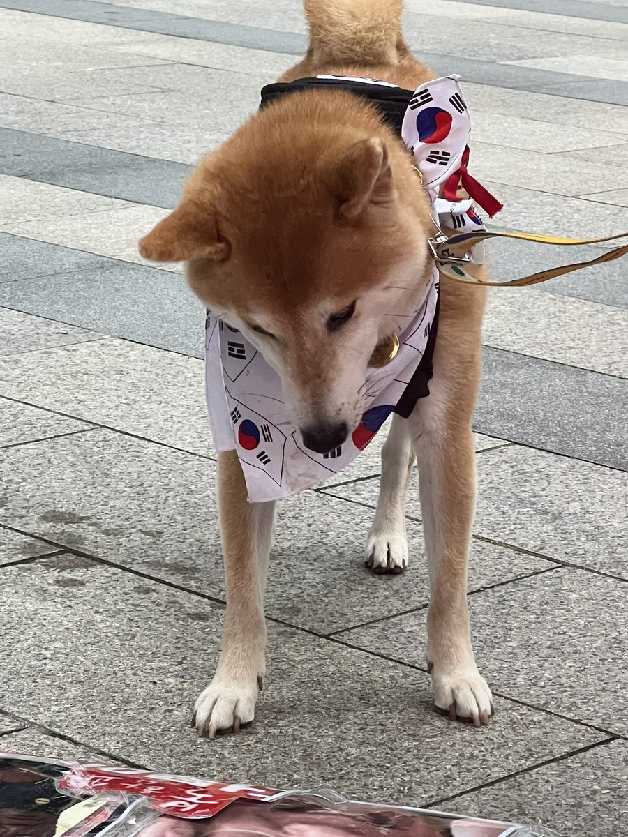 dogewhddls's tweet photo. 애국자 DOGE 🐕🥰

멸공🇰🇷🇺🇸 https://t.co/o0DzQItaKi