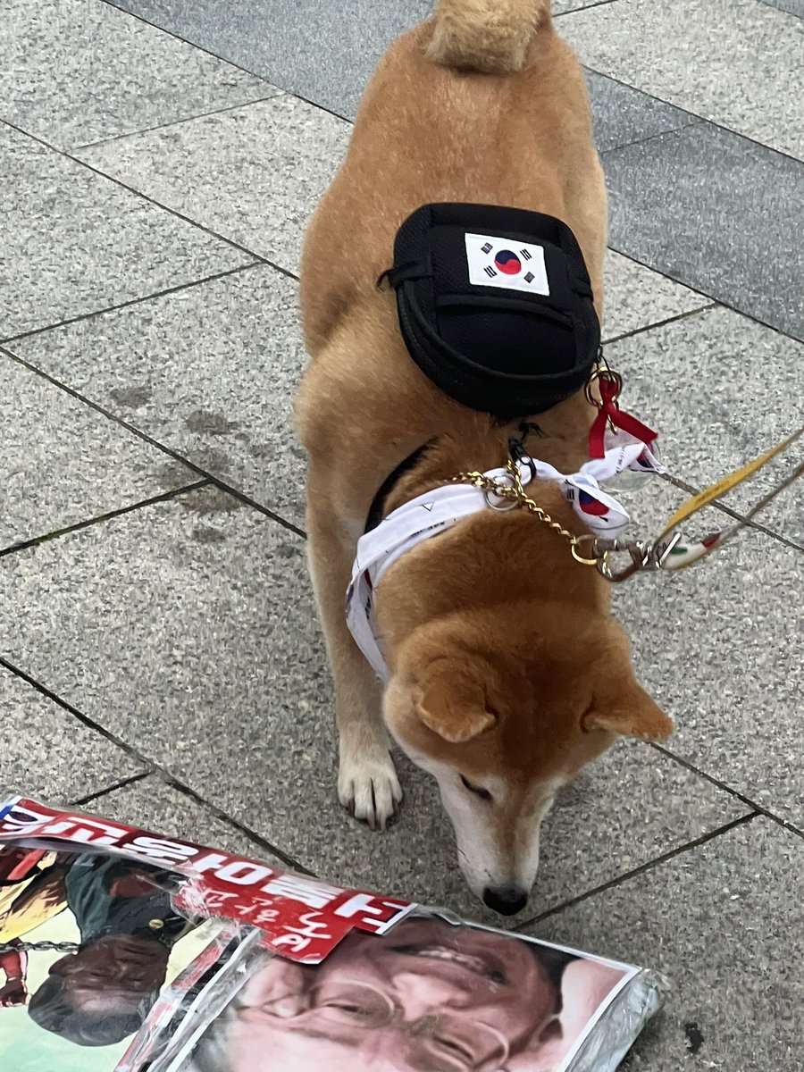 dogewhddls's tweet photo. 애국자 DOGE 🐕🥰

멸공🇰🇷🇺🇸 https://t.co/o0DzQItaKi