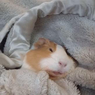 寝過ごしを表す毛布の下で眠そうにしているモルモット