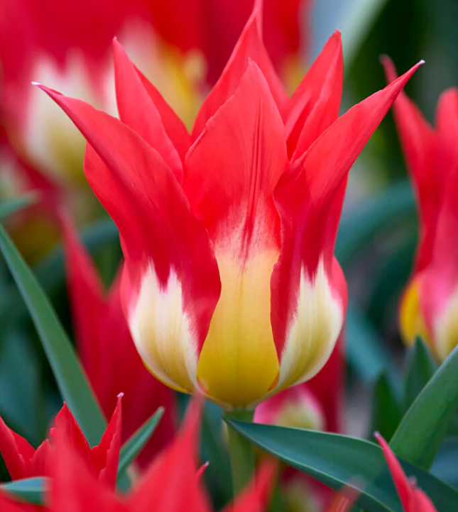 BirchillsBoy tweet media