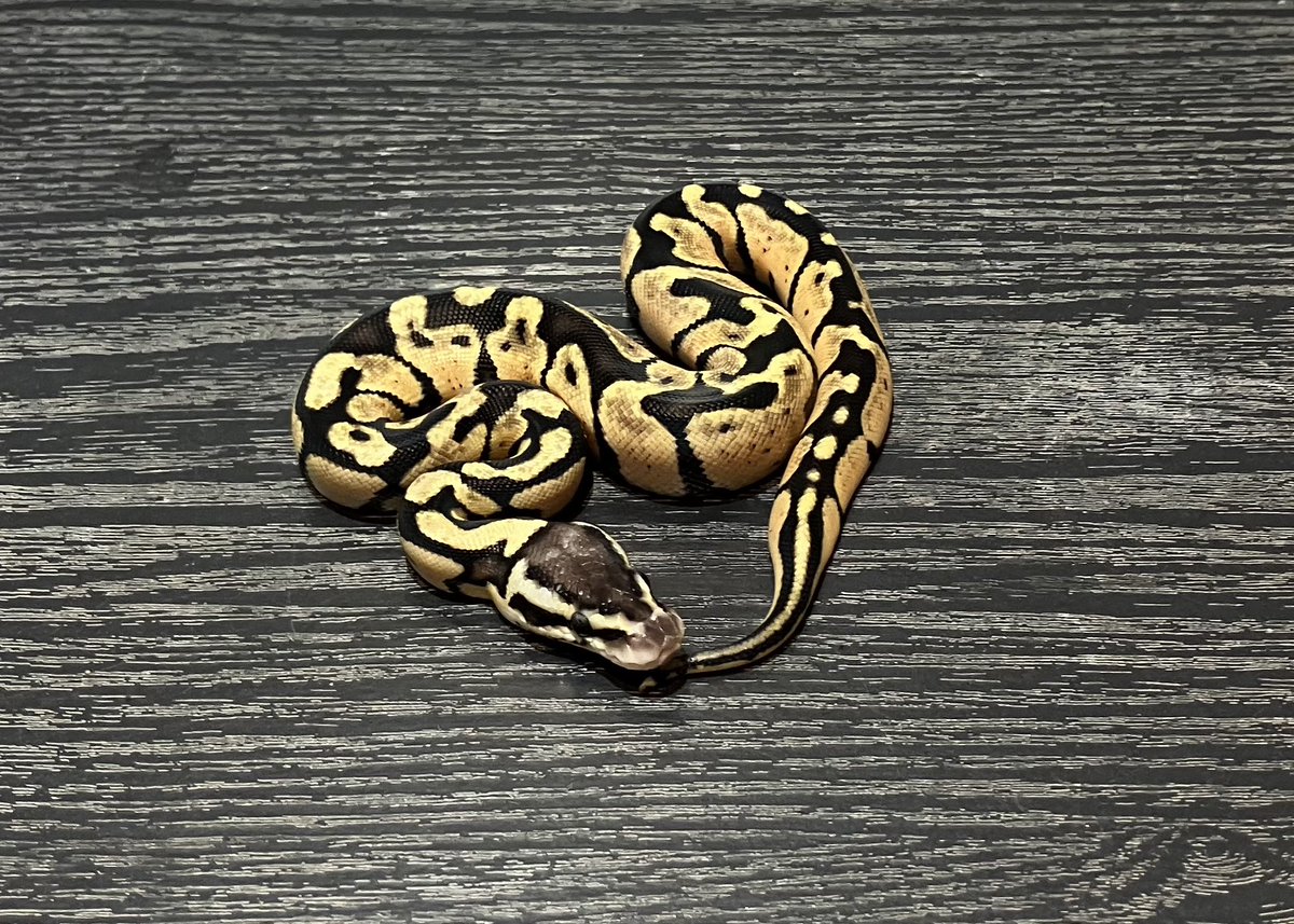 SHN_reptiles's tweet photo. 10月5日とんぶり市
パステル dhet TSKアザンデザゴ
・2025SHNCB ♀
→55000円税込
皆様のご来場お待ちします!
#SHNCB
#とんぶり市
#burikura https://t.co/eTqLQ6ANFw