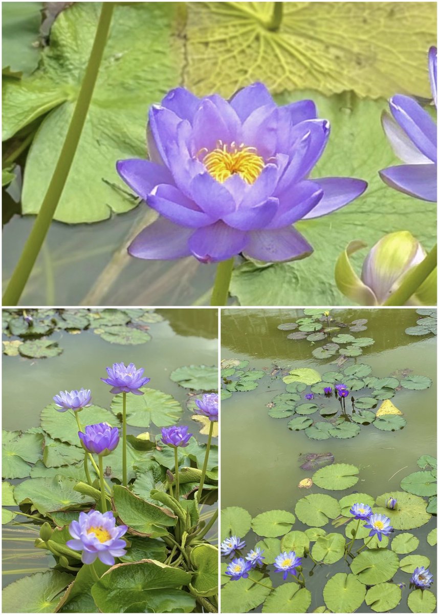 Waterlilies And Lotuses 　蓮・睡蓮　ハス　スイレン スイレン（睡蓮）｜温帯性・熱帯性の種類とハスとの見分け方