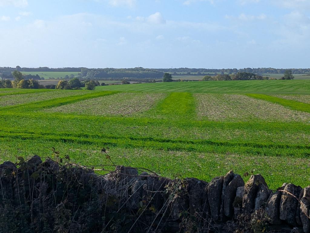 RecyclerBill's tweet image. No wonder some #farmers claim they can't make a profit. Most of last year's grain is still in the field 😲🤦.
Combine harvesters are designed to thresh &amp;amp; remove the grain from the field not act like a conveyor belt to place it to grow in neat rows.
#silage is best option 👍