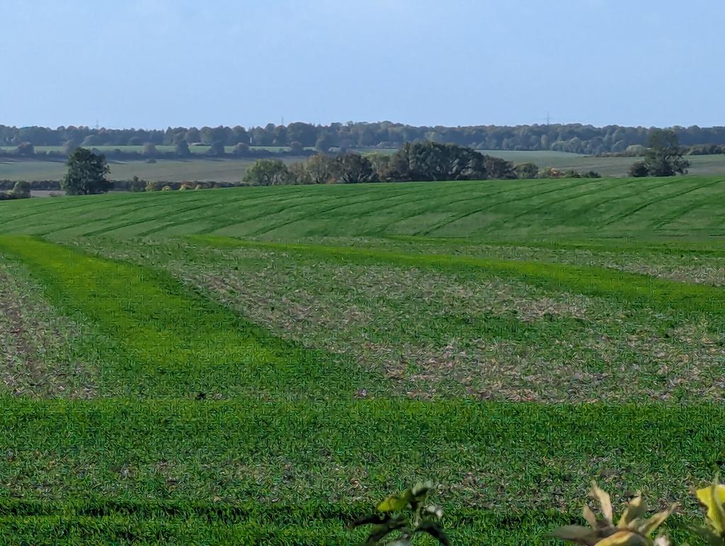 RecyclerBill's tweet image. No wonder some #farmers claim they can't make a profit. Most of last year's grain is still in the field 😲🤦.
Combine harvesters are designed to thresh &amp;amp; remove the grain from the field not act like a conveyor belt to place it to grow in neat rows.
#silage is best option 👍