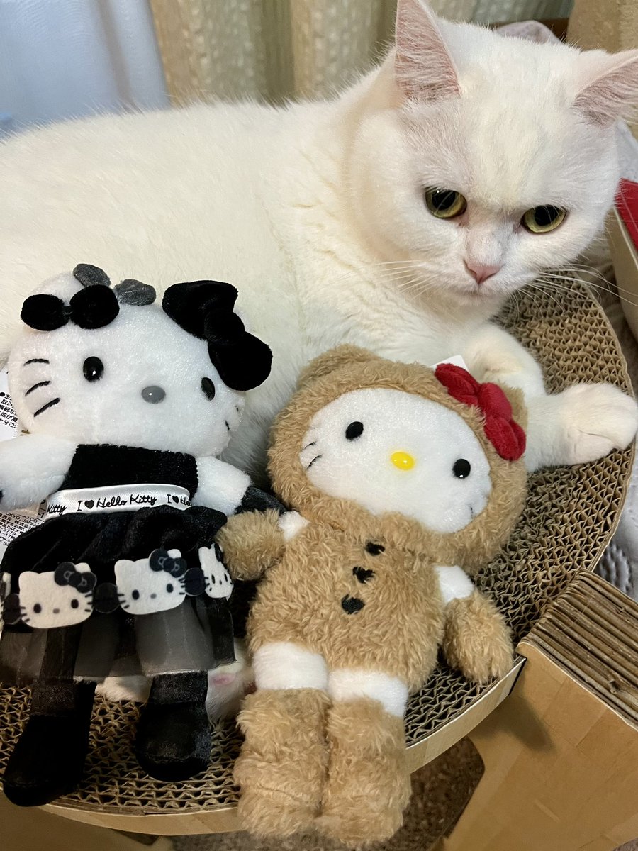 Mernetelu_hanmo's tweet image. ハローキティ展にて
おともだち🐱🐱をお迎えしました

#猫のいる暮らし #caturday
#ハローキティ展　#Hellokitty