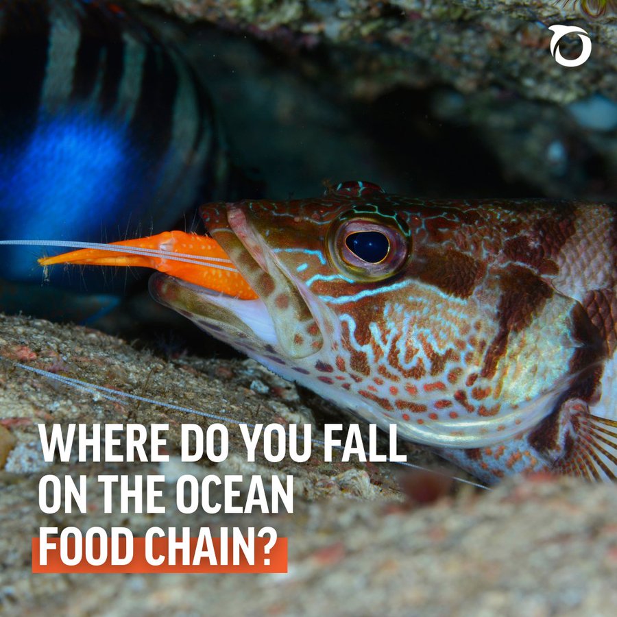 It’s #WorldAnimalDay! 🐠💙 

Celebrate marine life by finding out where you belong in the ocean food chain. 🌊🦈

Take our quiz and discover your sea creature match!
➡️ europe.oceana.org/where-do-you-f…