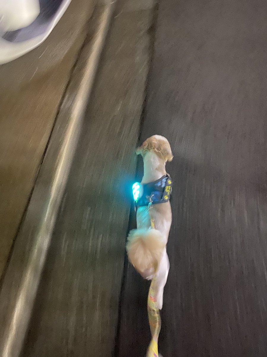 巷で流行のレギュレーター犬、やってきました(*ﾉω・*)ﾃﾍ♡

#FF14