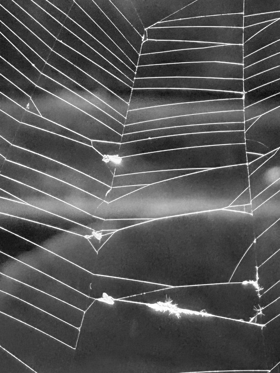 Alonein43672278's tweet image. #photography #blackandwhite #spiderweb